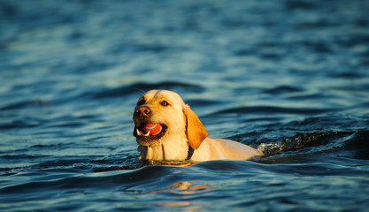 Yellow Labrador Retriever dog outdoor portrait swimming with ball