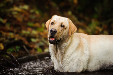 Yellow Labrador Retriever dog outdoor portrait standing in dirty water