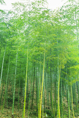 Naklejka na ściany i meble Bamboo and bamboo forest