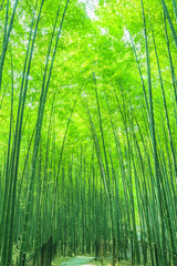 Naklejka premium Bambusowo-bambusowy las