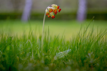 Frueh Jahr Lenz rot Schluessel Blume Bluete im Garten