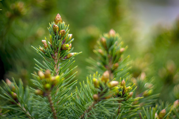 gruen Tanne knospe im Garten Frueh Lenz Jahr