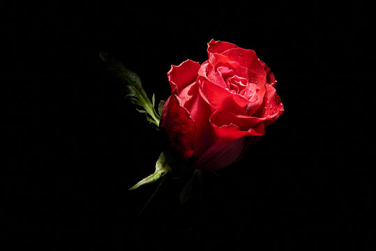 particolare di rosa rossa su fondo nero