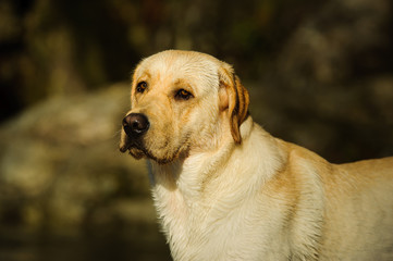 Yellow Labrador Retriever dog outdoor portrait head shot