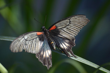 Schmetterling