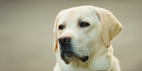 Yellow Labrador Retriever dog outdoor portrait head shot