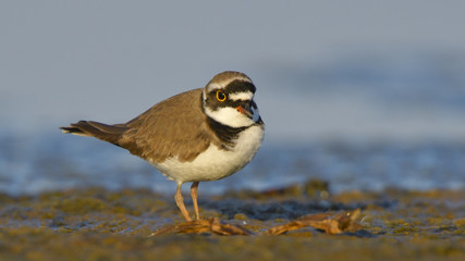Little ringed plover (Charadrius dubius)