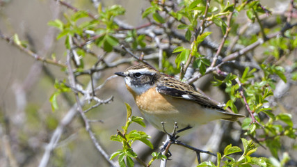 Whinchat (Saxicola rubetra)