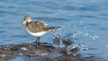Curlew sandpiper (Calidris ferruginea)