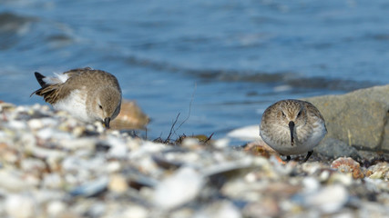 Curlew sandpiper (Calidris ferruginea)