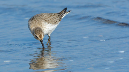 Curlew sandpiper (Calidris ferruginea)
