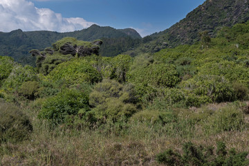 Waitakere Huia. Whatipu coast. Forest mountains