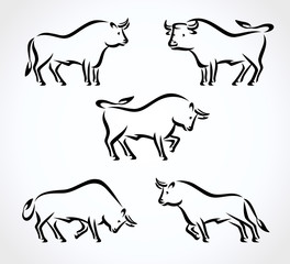 Bull collection set. Vector