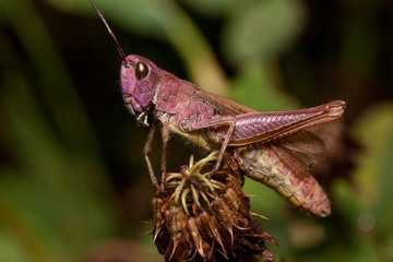 Beautiful grasshopper is sitting on a dried flower. Animals in wildlife.