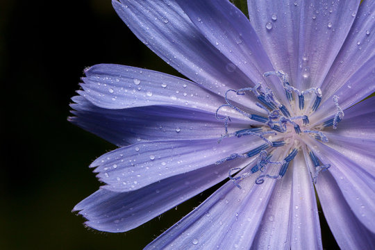 Beautiful chicory flower with drops of summer rain.