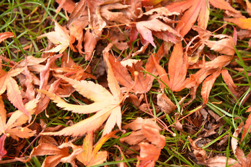 Autumn Leaves