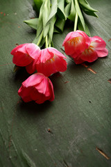 Tulips on old wood background