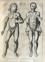 Fototapeta na wymiar Photo of an anatomical copper engraving of Johannes Vesling's (also called Ioannis Veslingii) work 