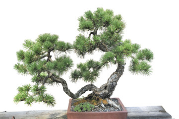 Bonsai of a pine in pot - 192453898