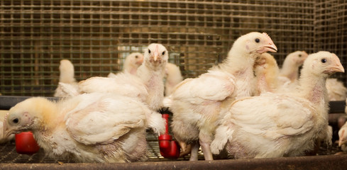 White chickens at the poultry farm. The production of white meat
