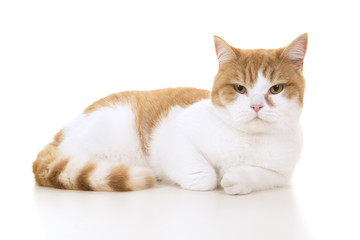 Red and white british shorthair cat seen from the side lying down on a white background