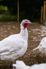 Breeding turkeys on a farm.