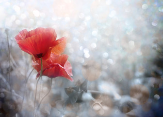 Obraz premium Field of red poppy flowers