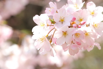 桜（ジンダイアケボノ）