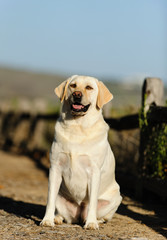 Yellow Labrador Retriever dog outdoor portrait sitting on path with wood fence
