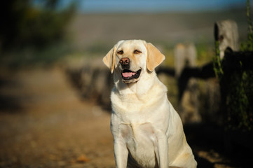 Yellow Labrador Retriever outdoor portrait sitting on trail lined with wood fince
