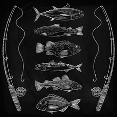 Sketch on fishing, popular sea fish, fish equipment. Tuna, cod, dorado, sea bass, salmon, mackerel. Sketch, drawing chalk on a blackboard, vector illustration