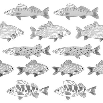 Set of painted popular river fishes. The fish are drawn parallel to each other. Pike, pike perch, crucian carp, carp, perch. Sketch, pattern, vector illustration.