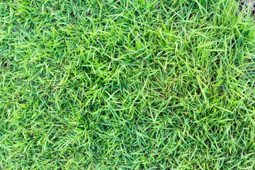 Grass texture or grass background. green grass for golf course, soccer field or sports background concept design. Natural green grass.