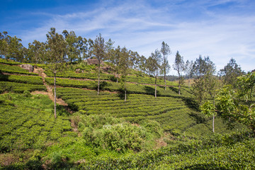 Fototapeta na wymiar Beautiful green tea plantation in Sri Lanka