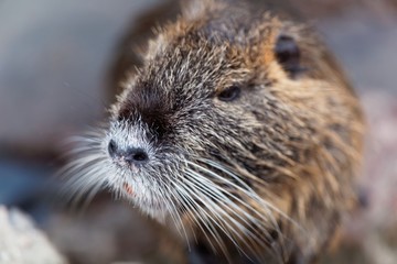 Face of a Coypu or Nutria