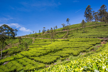     Beautiful green tea plantation in Sri Lanka 

