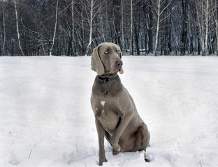 Winter portrait of a weimaraner
