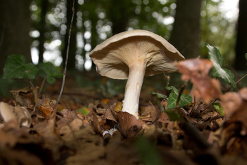 Fototapeta premium Pilze im Wald