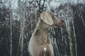 beautiful young sitting weimaraner dog in winter / spring background