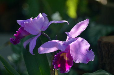 Orchidee