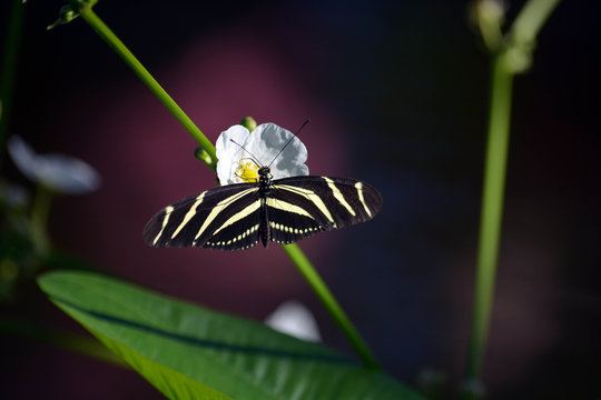 Zebrafalter