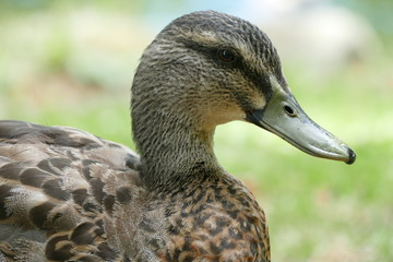 Duck