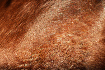 the surface of the groats in the young red horse that stands in the stall. shiny hair