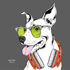 The poster of the dog portrait in hip-hop hat and with headphones. Vector illustration.
