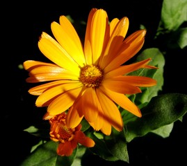 Orange flower macro