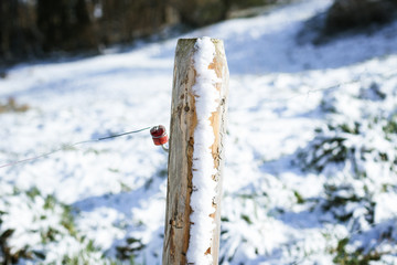 Holzpfahl mit Weidezaun und rotem Isolator mit Schnee bedeckt