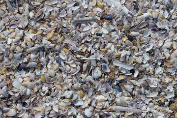 Fond de coquillages sur la plage 