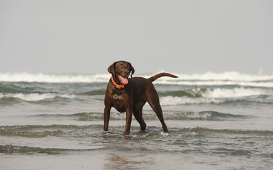 Chocolate Labrador Retriever outdoor portrait standing in shallow ocean water with waves