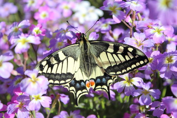 Papillon Machaon sur les fleurs mauves 