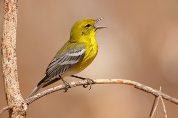 Fototapeta premium Pine Warbler